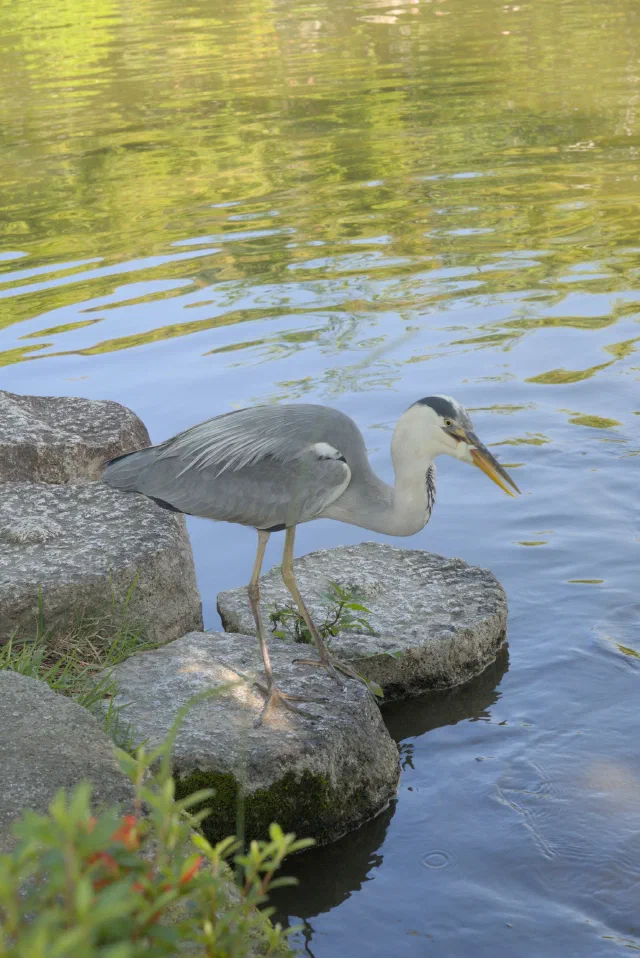 A grey heron leaning out from a stepping stone over a green-tinted pond, beak open, with orange azalea flowers in the foreground.