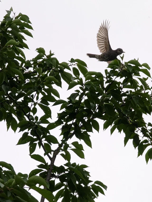 A speckled grey-brown bird with a long tail flying up out of the top of a leafy cherry tree, silhouetted against a white sky.
