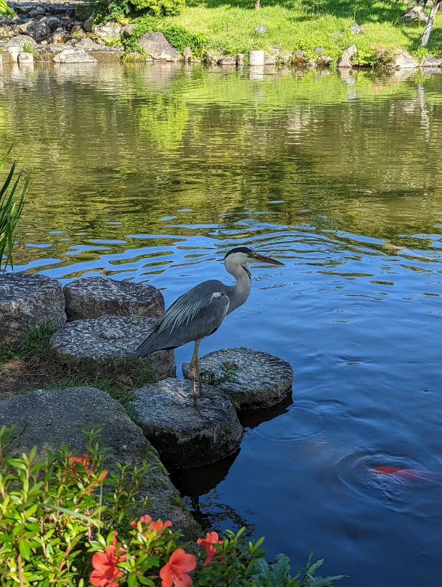 A grey heron standing on stepping stones at the edge of a pond, with a red koi swirling just below the surface and orange azaleas in front.