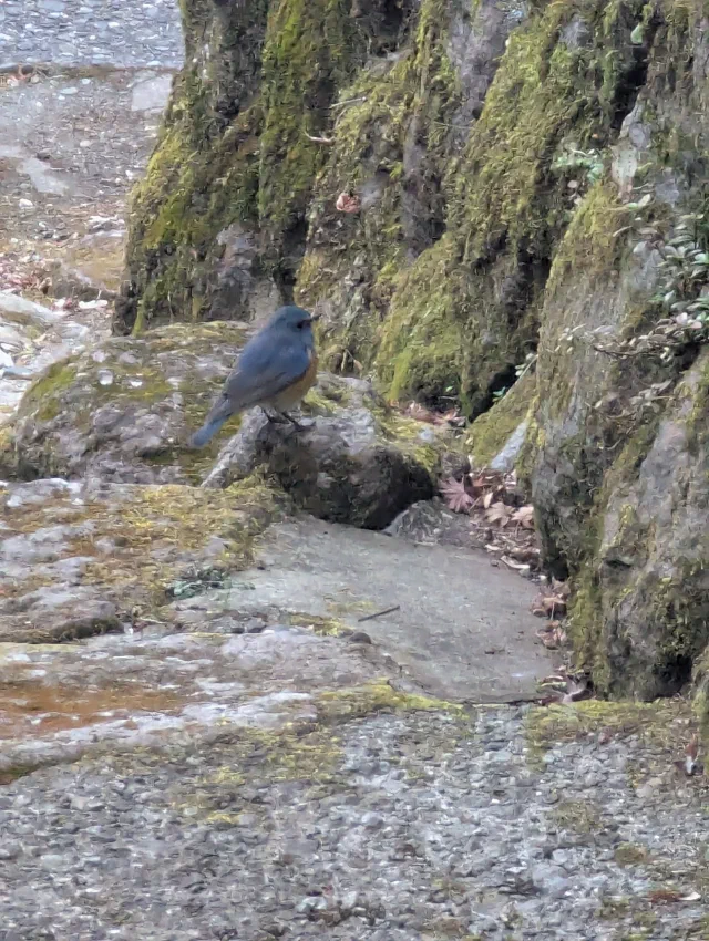 A small blue bird with orange flanks perched on a mossy rock beside a path, in front of a moss-covered tree trunk.
