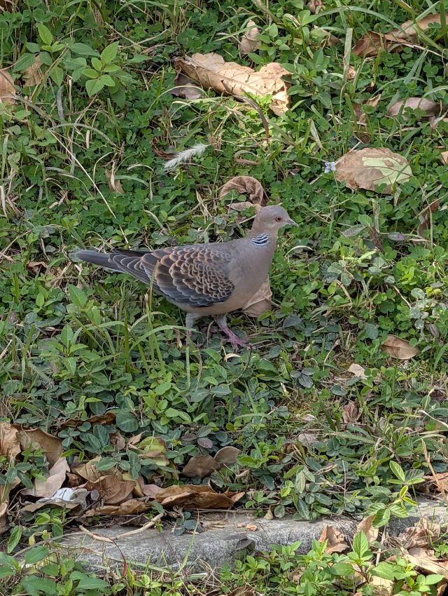 A dove with scalloped brown and grey wings and black and white stripes on its neck, walking through clover and fallen leaves.