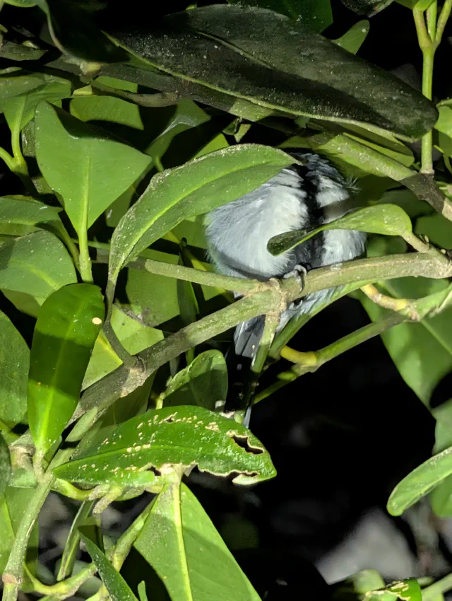 A pale grey bird with a dark stripe down its back, roosting at night among thick glossy leaves, lit by a torch.