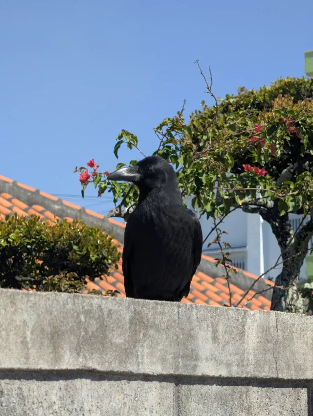 A big black crow with a heavy curved beak perched on a concrete wall, in front of red-tiled roofs, bougainvillea and a blue sky.
