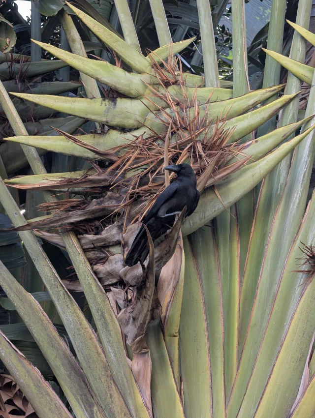 A black crow perched among the dry brown fibres at the base of a traveller's palm, surrounded by its fanned-out green stems.