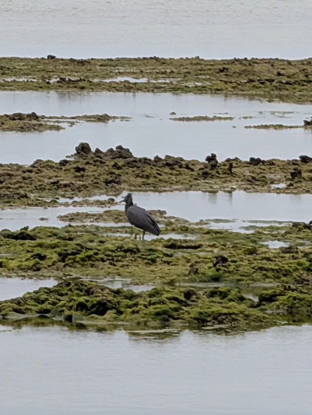 A dark slate-grey heron standing on a weedy coral reef exposed at low tide, between shallow pools.