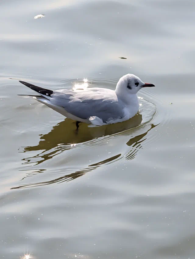 A white gull with grey wings, black wingtips and a dark smudge behind its eye, swimming on calm water with sunlight glinting around it.