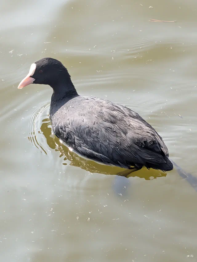 A black coot with a white shield on its forehead and a pale pink bill, swimming on murky green water.