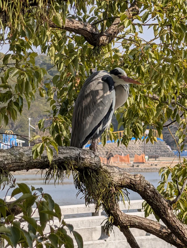 A grey heron hunched on a thick branch of a camphor tree, framed by leaves, with a lake and a playground behind.
