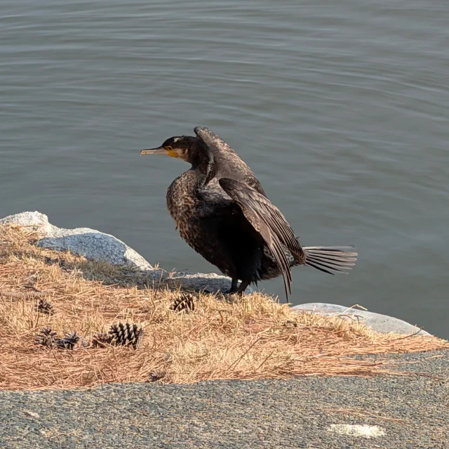 A brown speckled cormorant with a yellow patch at the base of its bill, half-spreading its wings on the stone edge of a lake among pine needles and pine cones.