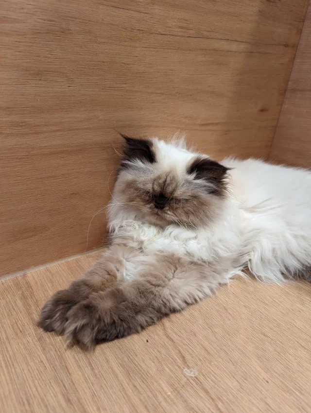 A fluffy cream cat with dark brown ears, face and legs lying in the corner of a plywood box, eyes half shut and front legs stretched out.