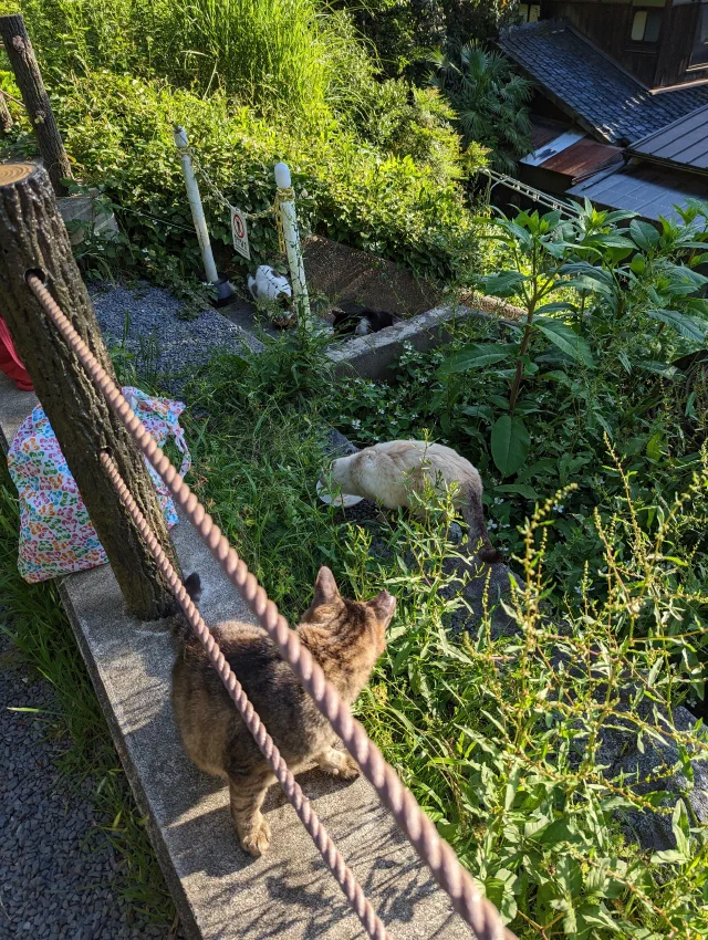 Four cats in an overgrown garden, a tabby on a low wall in the foreground and a cream, a white-and-tabby and a black-and-white cat eating from dishes below, with a patterned bag beside the wall and tiled roofs beyond.