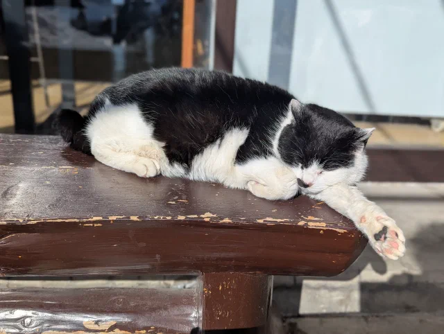 A black-and-white cat asleep in the sun on a worn brown wooden bench, one white front leg stretched out over the edge, with snow and a glass window behind.
