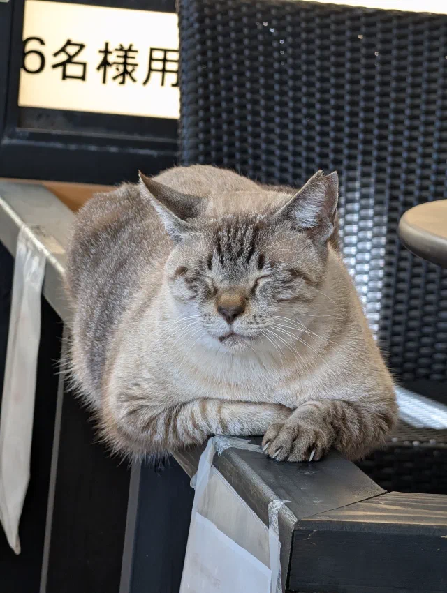 A pale lynx-point cat with tabby stripes on its face and legs dozing on a black wooden railing, front paws crossed and claws showing, by a wicker chair and a sign reading 6名様用.