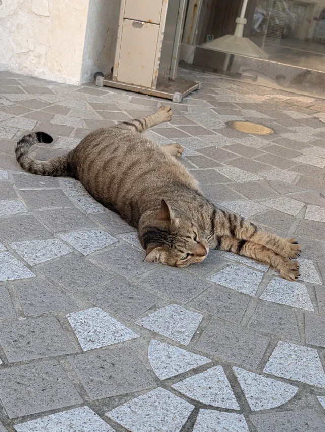 A brown tabby cat lying stretched out on its side on grey and white mosaic paving outside a shop, legs out front and back.
