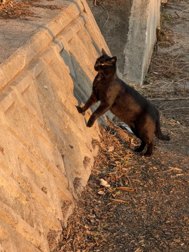 A black cat standing on its hind legs with its front paws on a sloping concrete wall lit orange by the low sun, looking up, on a path strewn with dry leaves.