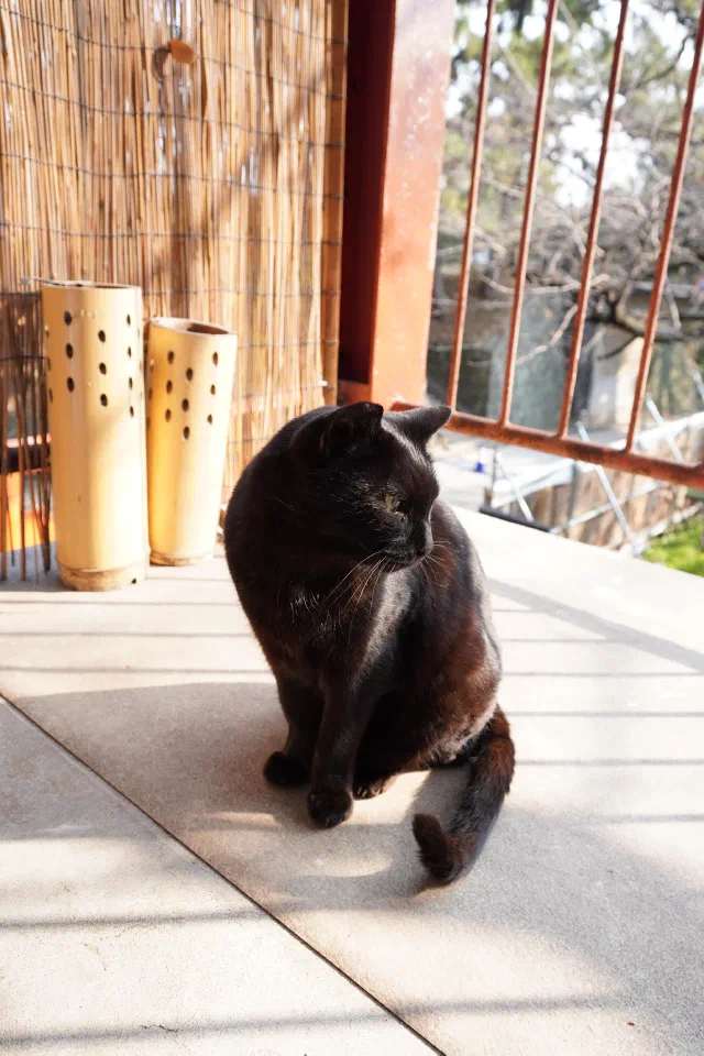A black cat sitting in the sun on a stone floor, looking over its shoulder, beside two bamboo lanterns with drilled holes, a reed screen and a red-painted railing, with bare trees beyond.