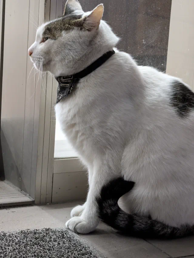 A white cat with tabby patches on its head, back and tail, wearing a black patterned bandana, sitting in profile by a glass door next to a wire doormat.