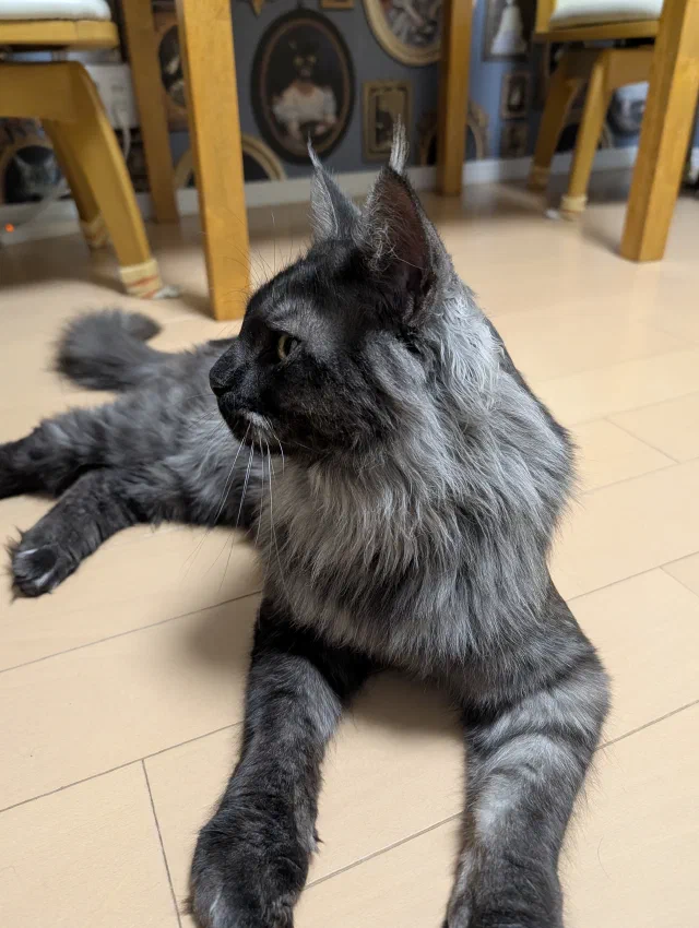 A long-haired smoky grey Maine Coon with tufted ears lying on a pale wooden floor between chair legs, head turned to the left, with cat-portrait wallpaper behind.