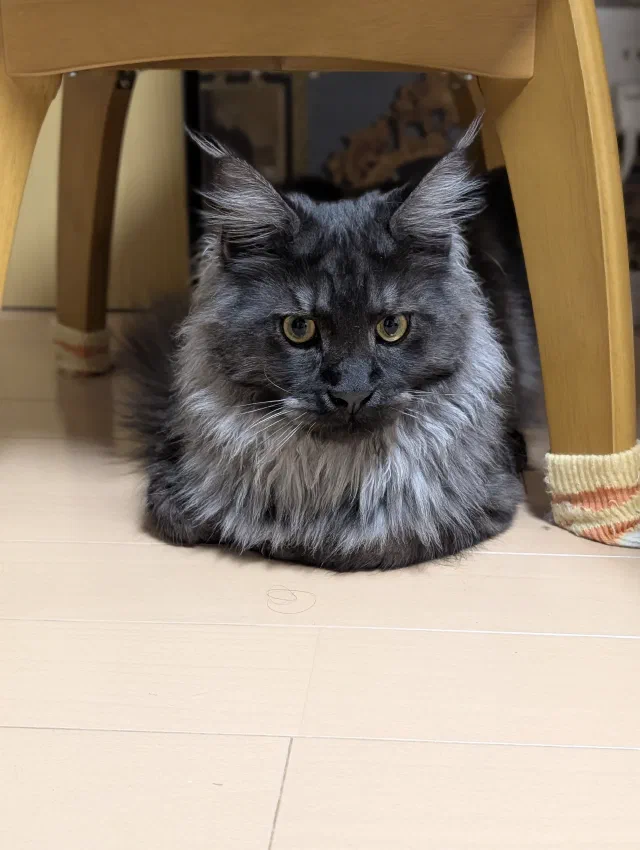 A fluffy smoky grey Maine Coon with tufted ears and amber eyes, tucked up under a wooden chair and staring at the camera.
