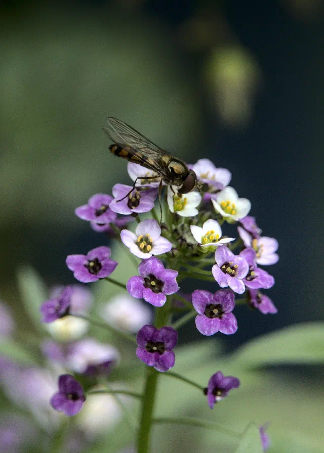 A hoverfly with an orange and black banded abdomen feeding on top of a cluster of small purple and white four-petalled flowers, against a dark green blurred background.