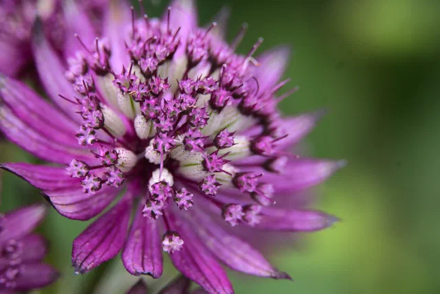 Close-up of a purple-pink pincushion flower, with a ring of pointed, veined bracts around a dome of tiny star-shaped florets on stalks, against a green background.