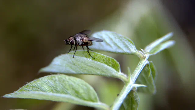 A grey speckled fly with dark wings standing on the edge of a pale green, furry leaf, with more fuzzy leaves on a stem to the right and a dark blurred background.
