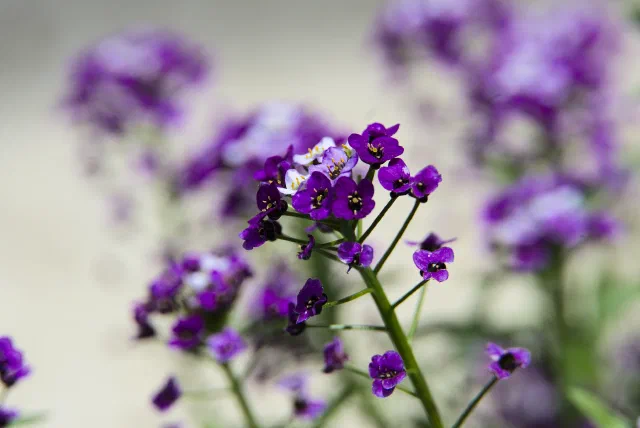 A stem of tiny deep purple and white four-petalled flowers with yellow stamens, sharp in the centre, in front of more blurred purple flowers and a pale background.