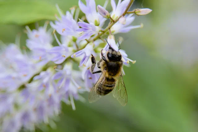 A honeybee seen from above, clinging to the underside of a spike of pale lilac flowers with its head buried in one flower, its wings folded over a striped abdomen, against a soft green background.