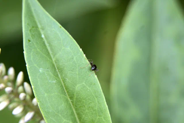 A small black ant walking along the edge of a long, pointed green leaf, with a spike of white flower buds out of focus in the bottom left corner.