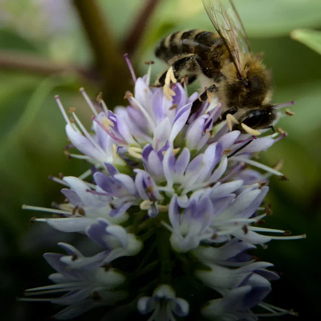 A honeybee with a banded brown and black abdomen, its legs and body flecked with pollen, clambering over the top of a spike of pale lilac flowers with long stamens, against a dark green background.