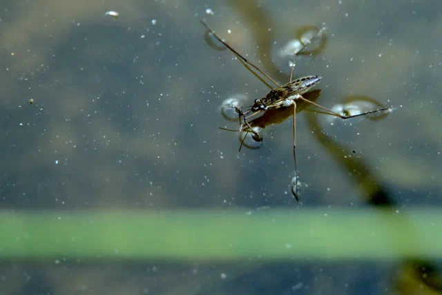 A long-legged brown insect standing on the surface of murky water, each foot pressing a small dimple into the surface, with flecks of debris floating around it and a green stem under the water.