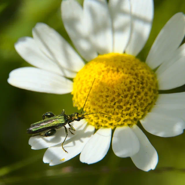 A slim metallic green beetle with long antennae and fat, bulging back legs, standing on the white petals of a daisy beside its domed yellow centre.