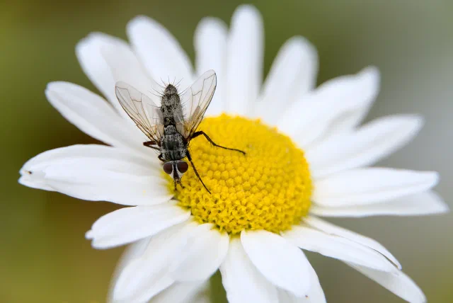 Top-down view of a bristly grey fly with a chequered body and clear veined wings standing on the yellow centre of a white daisy, against a green and grey background.