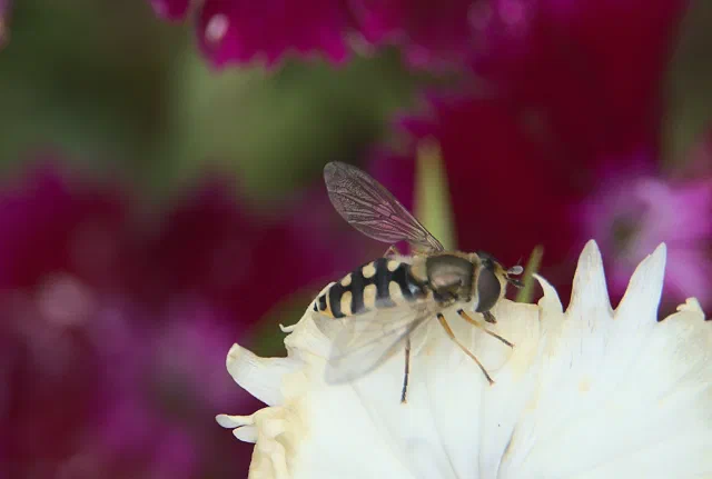 A hoverfly with a black abdomen marked with pale yellow spots sitting on a frilly white petal, in front of blurred magenta flowers.