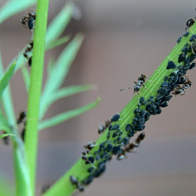 A green stem crowded with dozens of small black aphids, with black ants walking among them and on a second stem to the left, against a blurred brown background.