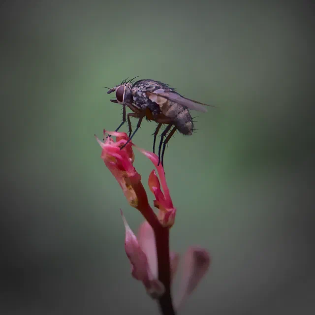 A bristly grey-brown fly with large red-brown eyes standing on the tip of a pink flower bud on a red stem, against a smooth green background with a dark vignette.