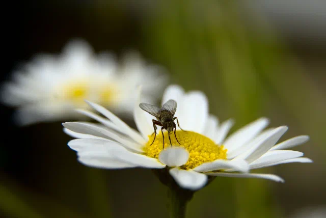 A small grey fly seen head-on, standing on the yellow centre of a white daisy, with a second daisy out of focus behind it and a dark green background.
