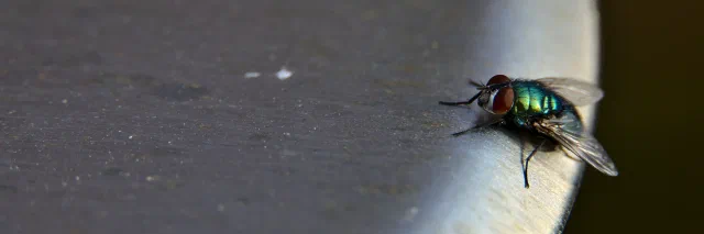 A metallic green fly with large red eyes sitting on the curved edge of a grey metal surface, with the rest of the wide frame taken up by the textured grey metal.