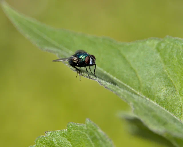 A shiny metallic green fly with red eyes standing on the edge of a soft, hairy green leaf, against a smooth yellow-green background.