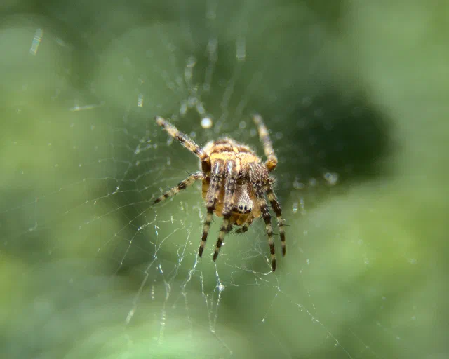 A tan and brown spider with striped, hairy legs hanging in the middle of its web, seen from below, against a soft green background.