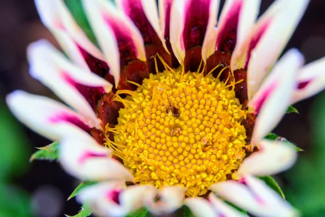 Close-up looking into a half-open flower with white petals striped magenta at the base, a dark red ring and a dense yellow centre of tiny florets, dotted with water droplets.