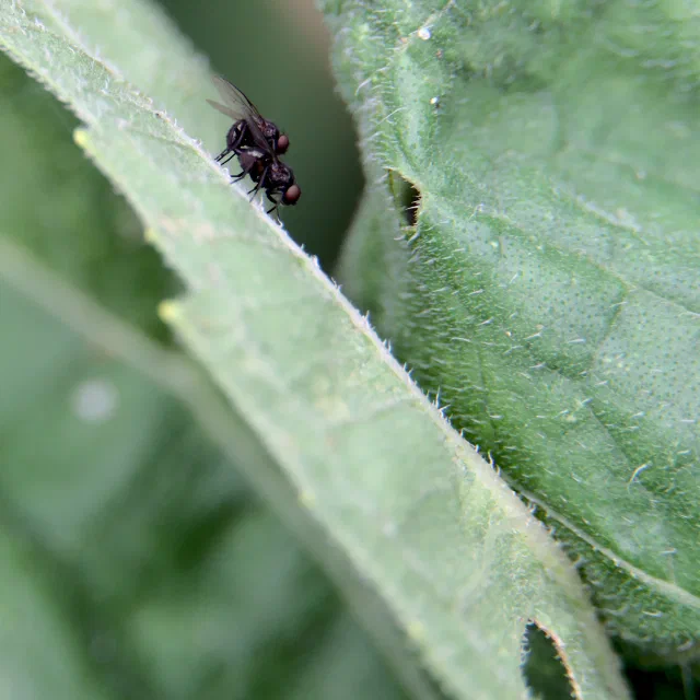 Two small black flies with red eyes, one on top of the other, on the hairy edge of a pale green leaf, beside a second large textured leaf.