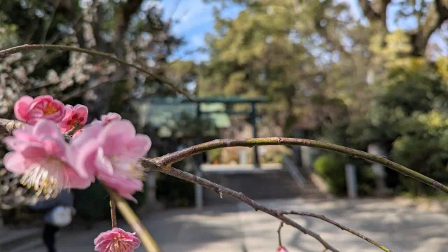 Pink plum blossom on a thin branch in sharp focus, with a green bronze torii and a shrine path blurred in the background.