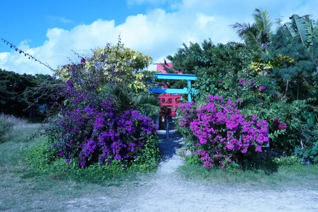 A sandy path between big bushes of magenta and purple bougainvillea, leading to a blue torii and a small red shrine under a blue sky with white clouds.