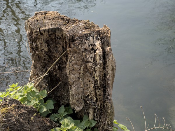 Canterbury - Tree trunk by the river.