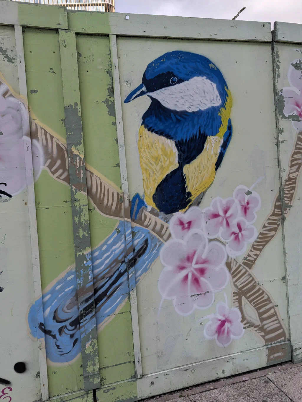 A great tit with a yellow chest and blue wings perched on a branch of pink cherry blossom, painted on pale green hoarding with patches of peeling paint.